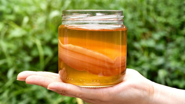 Kombucha SCOBY 101: Everything You Should Know